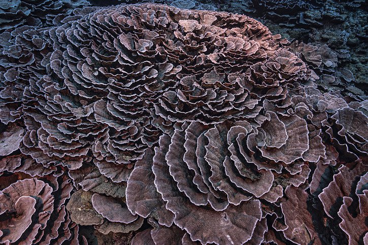 Certains coraux géants mesurent deux mètres de diamètre. © KEYSTONE/AP/Alexis Rosenfeld