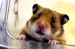 Le Gouvernement fribourgeois défend l'expérimentation animale