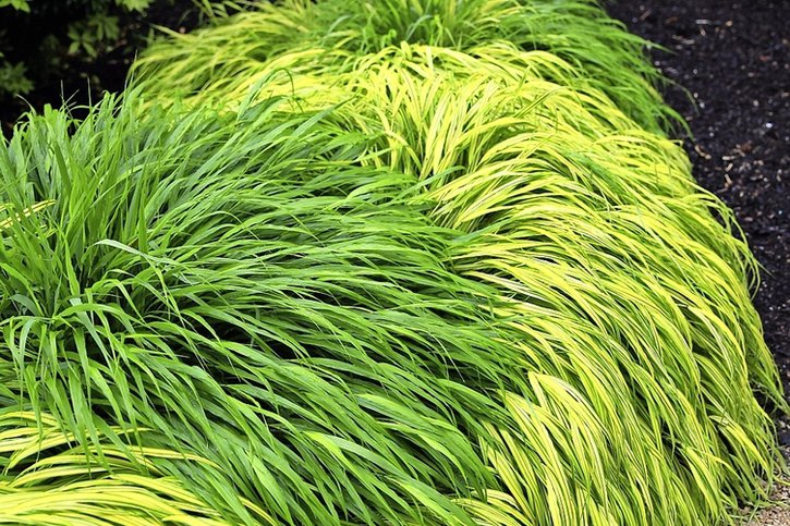L’herbe japonaise, une plante qui swingue