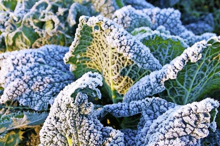Les légumes d’hiver et variés du pote âgé
