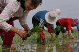 Pyongyang mobilise ses cols blancs pour lutter contre la sécheresse