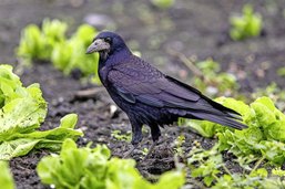 Cinq idées reçues sur le corbeau