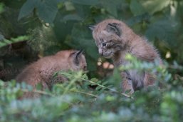 Trois petits lynx au Zoo de Servion