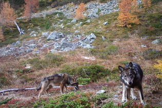 L'espace alpin européen trop petit pour le loup dans cinq ans