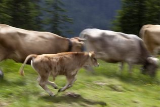 La rocambolesque fugue d'un troupeau de vaches amuse le Québec
